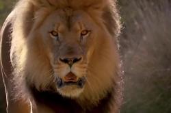 九游体育-雄狮霸气登顶，自信轻松击败对手